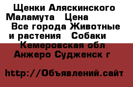 Щенки Аляскинского Маламута › Цена ­ 10 000 - Все города Животные и растения » Собаки   . Кемеровская обл.,Анжеро-Судженск г.